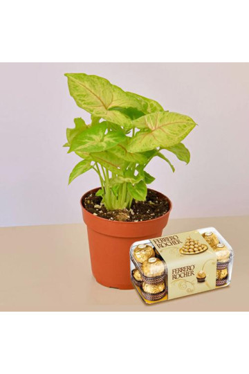 Air Purifier Plant n Rocher