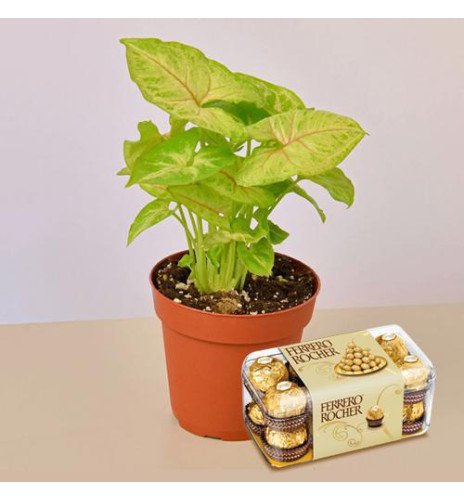 Air Purifier Plant n Rocher