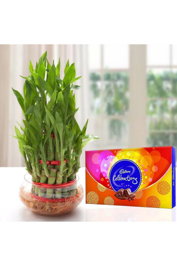 Lucky Bamboo n Celebrations