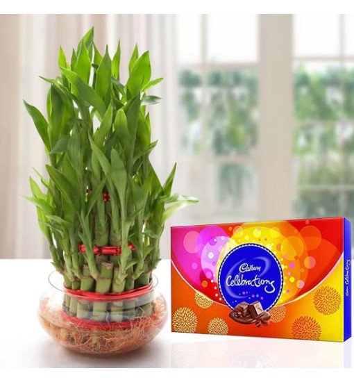 Lucky Bamboo n Celebrations