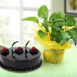 Plants Combos