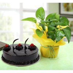 Plants Combos