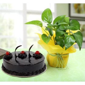 Chocolate Cake n Money Plant Combo Chocolate Cake n Money Plant Combo
