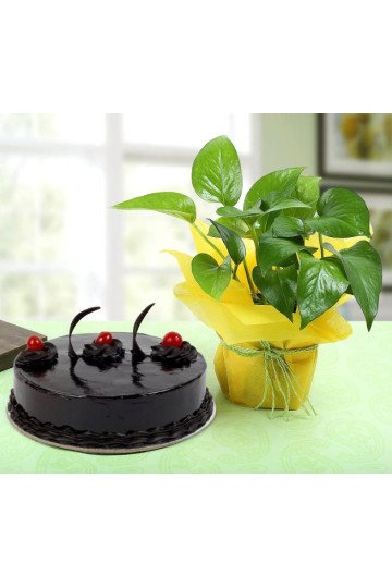Chocolate Cake n Money Plant Combo Chocolate Cake n Money Plant Combo