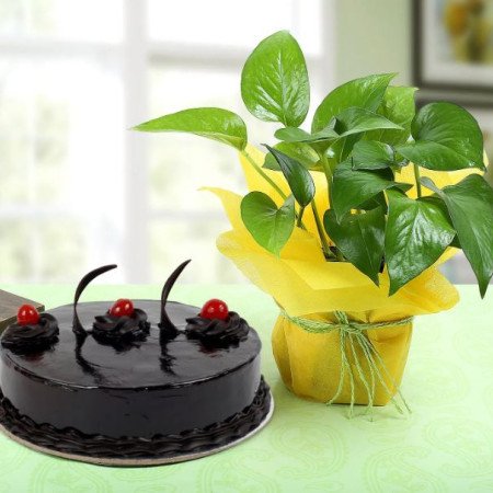 Chocolate Cake n Money Plant Combo