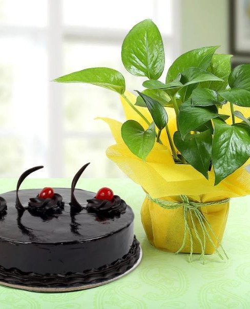 Chocolate Cake n Money Plant Combo