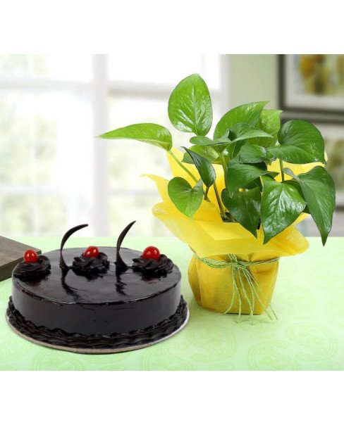 Chocolate Cake n Money Plant Combo