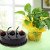 Plants Combos