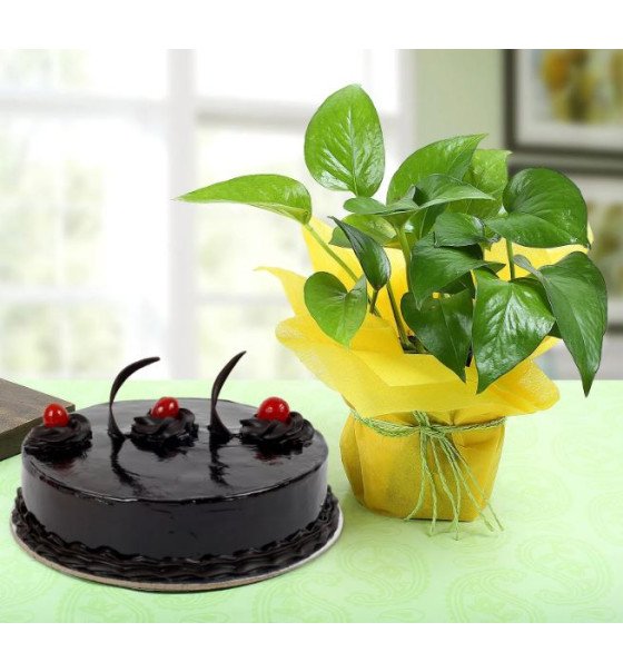 Chocolate Cake n Money Plant Combo