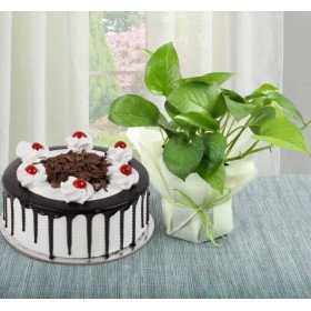 Money Plant n Cake Combo Money Plant n Cake Combo
