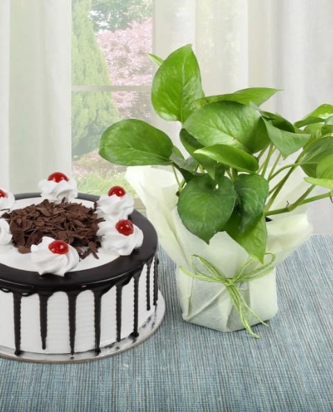 Money Plant n Cake Combo