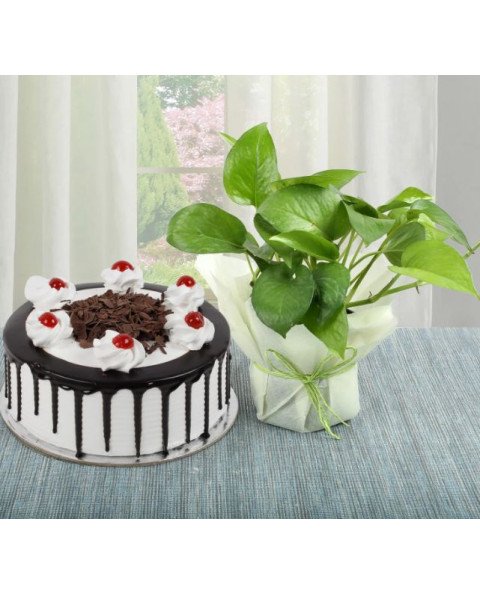 Money Plant n Cake Combo