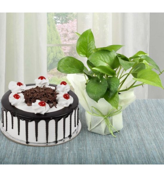 Money Plant n Cake Combo
