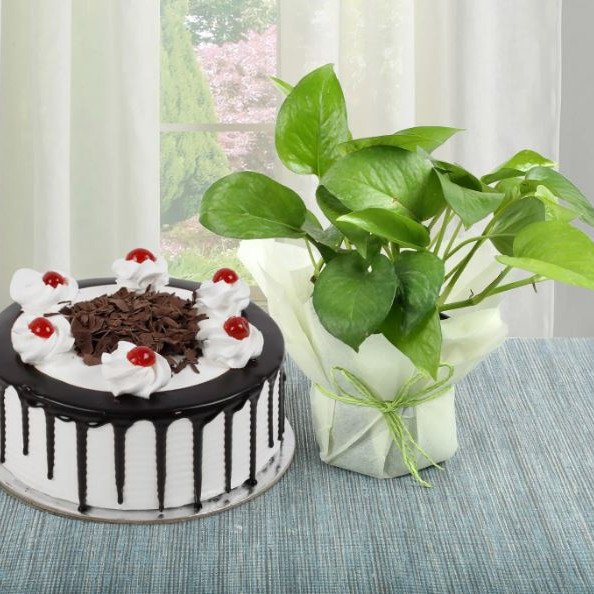 Money Plant n Cake Combo