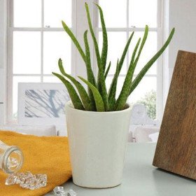 Aloe Vera Plant Gift Aloe Vera Plant Gift