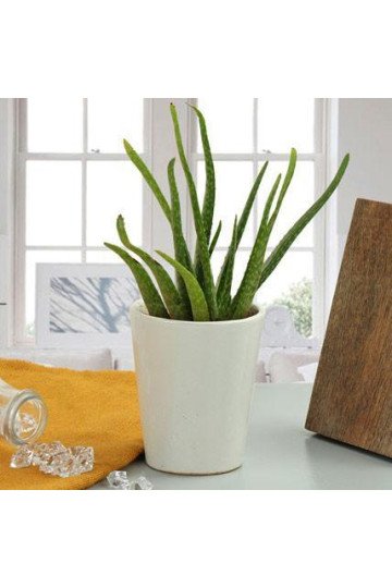 Aloe Vera Plant Gift