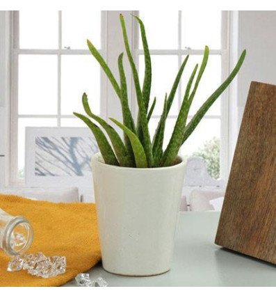 Aloe Vera Plant Gift