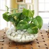 Money Plant Glass Vase