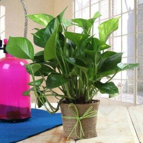 Money Plant Gift Money Plant Gift