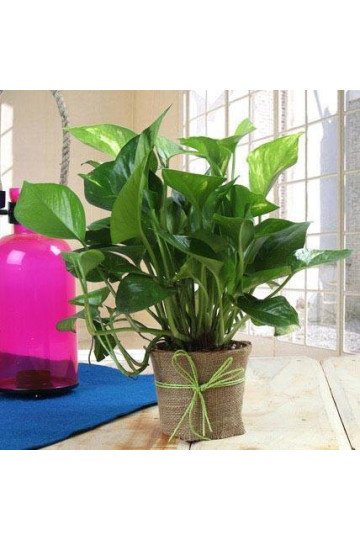 Money Plant Gift