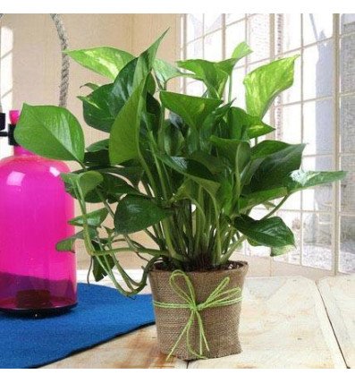 Money Plant Gift