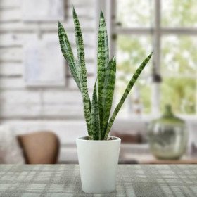 Sanseviera Plant Sanseviera Plant