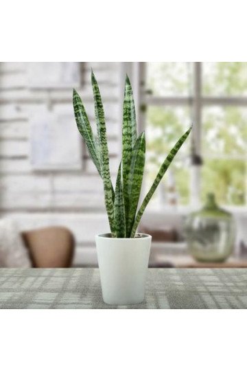 Sanseviera Plant Sanseviera Plant