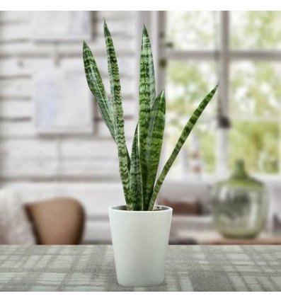 Sanseviera Plant
