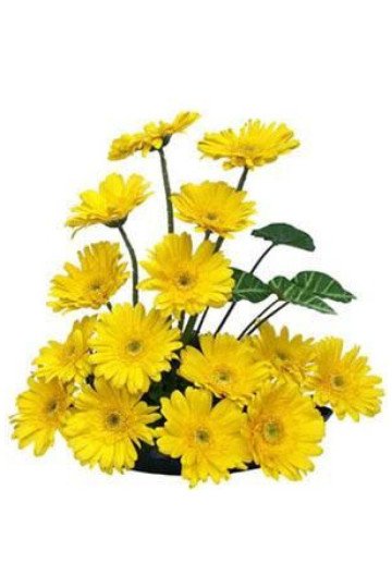 15 Yellow Gerberas Basket