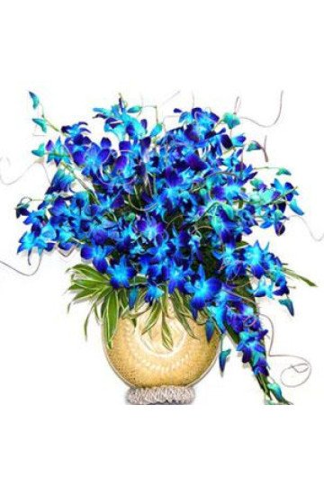 20 Orchids Arrangement
