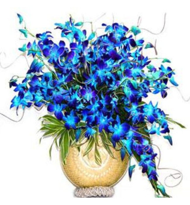 20 Orchids Arrangement
