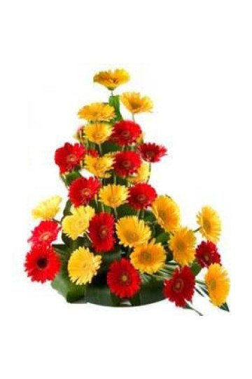 30 Gerberas Arrangement