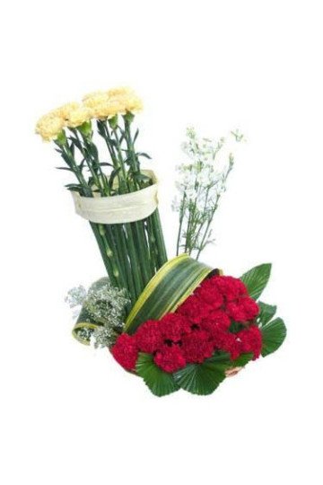 Carnation Delight Carnation Delight