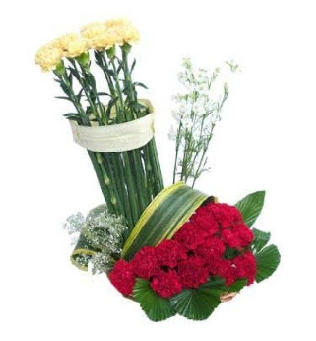 Carnation Delight