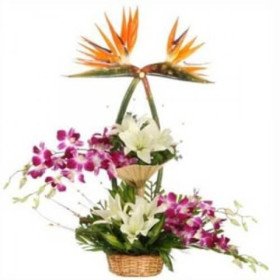 Mix Exotic Arrangement Mix Exotic Arrangement