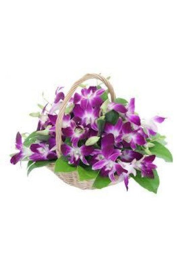 Orchids Basket Orchids Basket
