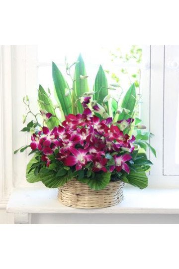 Cute Orchids Basket