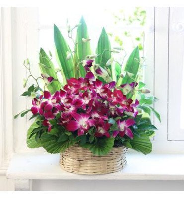 Cute Orchids Basket