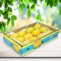 Dozen Alphonso Mango Gift Case Box (12)