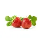 Netherlands Sweet Strawberries