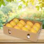 Fresh And Juicy Alphonso Mangoes